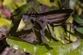 The praying mantis (Mantis religion Linnaeus, 1758), Royalty Free Stock Photo