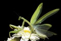Praying mantis / Mantis religiosa Royalty Free Stock Photo