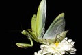Praying mantis / Mantis religiosa Royalty Free Stock Photo