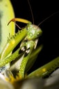 Praying mantis / Mantis religiosa Royalty Free Stock Photo