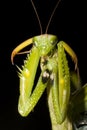 Praying mantis / Mantis religiosa Royalty Free Stock Photo