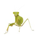 Praying mantis - Mantis religiosa