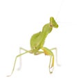 Praying mantis - Mantis religiosa Royalty Free Stock Photo