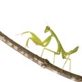 Praying mantis - Mantis religiosa Royalty Free Stock Photo