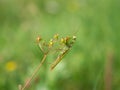 Praying mantis Mantis religiosa on plant Royalty Free Stock Photo