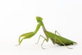 Praying mantis Mantis religiosa isolated on white Royalty Free Stock Photo