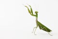 Praying mantis Mantis religiosa isolated on white