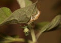 Praying mantis, Mantis Religiosa, with its molt Royalty Free Stock Photo