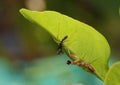 Praying mantis, mantis religiosa, and its molt.