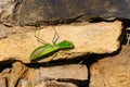 Praying mantis mantis religiosa Royalty Free Stock Photo