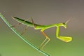 Praying Mantis - Mantis religiosa Royalty Free Stock Photo