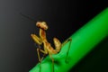 Praying Mantis model pose