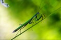 Praying mantis mantodea on a green