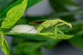 Praying mantis Mantodea laying eggs