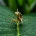 A praying mantis (Mantodea) is perched on a vibrant green leaf, showcasing its Royalty Free Stock Photo