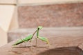 Praying mantis on a marble wall Royalty Free Stock Photo