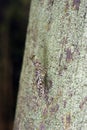 Praying mantis mimicked as lichen