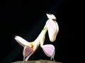 Orchid mantis