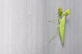 Praying mantis at mosquito net Royalty Free Stock Photo