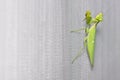 Praying mantis on mosquito wire screen ground