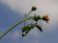 Praying Mantis in the nature