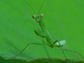 Praying Mantis in the nature