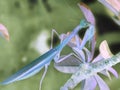 Praying Mantis in Negative Image