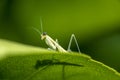 Praying mantis nymph Royalty Free Stock Photo