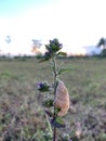Praying mantis ootheca on wildflower in golden hour meadow setting Royalty Free Stock Photo