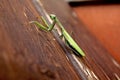 Praying mantis 1