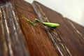 Praying mantis 