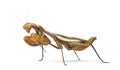 Praying mantis - Parasphendale sp Giant - Royalty Free Stock Photo