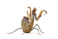 Praying mantis - Parasphendale sp Giant - Royalty Free Stock Photo