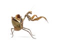 Praying mantis - Parasphendale sp Giant - Royalty Free Stock Photo