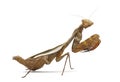 Praying mantis - Parasphendale sp Giant - Royalty Free Stock Photo