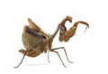 Praying mantis - Parasphendale sp Giant - Royalty Free Stock Photo