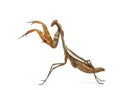 Praying mantis - Parasphendale sp Giant - Royalty Free Stock Photo