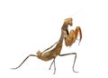 Praying mantis - Parasphendale sp Giant - Royalty Free Stock Photo