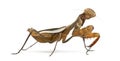 Praying mantis - Parasphendale sp Giant - Royalty Free Stock Photo