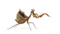 Praying mantis - Parasphendale sp Giant - Royalty Free Stock Photo