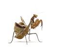 Praying mantis - Parasphendale sp Giant - Royalty Free Stock Photo