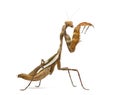 Praying mantis - Parasphendale sp Giant - Royalty Free Stock Photo