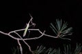 Praying mantis perched on a branch Royalty Free Stock Photo