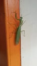 a praying mantis perched on a door jamb