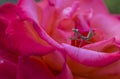 Praying mantis perched on a rose