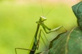 Praying mantis in the peruvian Amazon jungle at Madre de Dios Pe Royalty Free Stock Photo