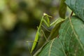 Praying mantis in the peruvian Amazon jungle Royalty Free Stock Photo