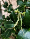 Praying Mantis Royalty Free Stock Photo