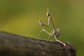 Praying mantis Royalty Free Stock Photo