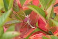 Praying Mantis with pink eyes hiding on pink and green plant Royalty Free Stock Photo